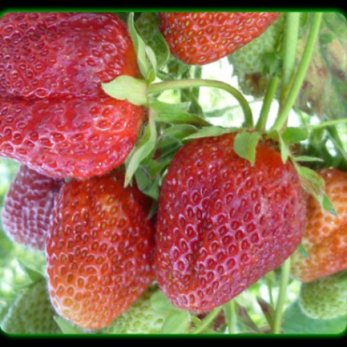 Клубника "АНАСТАСИЯ"  (6 шт.)